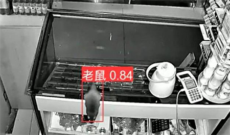AI視頻監(jiān)控能拍到老鼠？老鼠監(jiān)控算法說可以